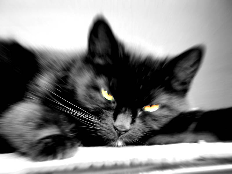 تفسير رؤية مهاجمة القط الأسود في المنام