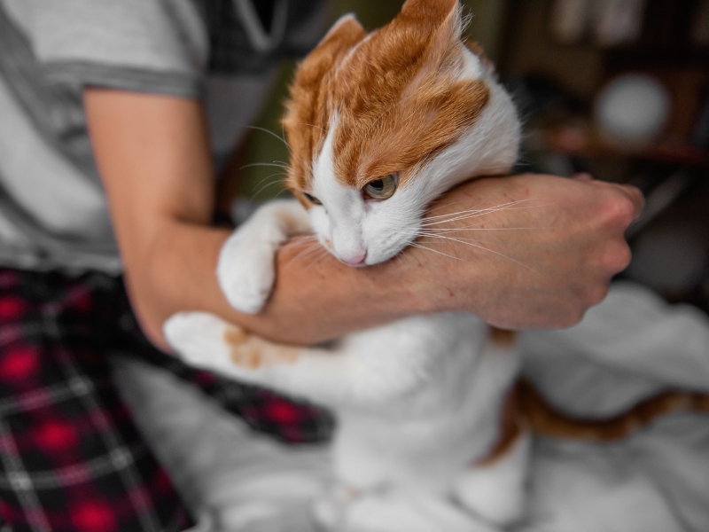 تفسير حلم عضة القطة للعزباء والمتزوجة والحامل والرجل