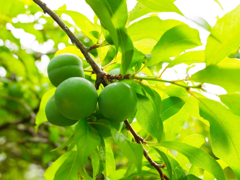 فوائد الجارنك أو الخوخ الأخضر