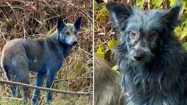 Blue dogs seen near Chernobyl site in Ukraine. (Dogs of Chernobyl organization/ Instagram) Blue dogs